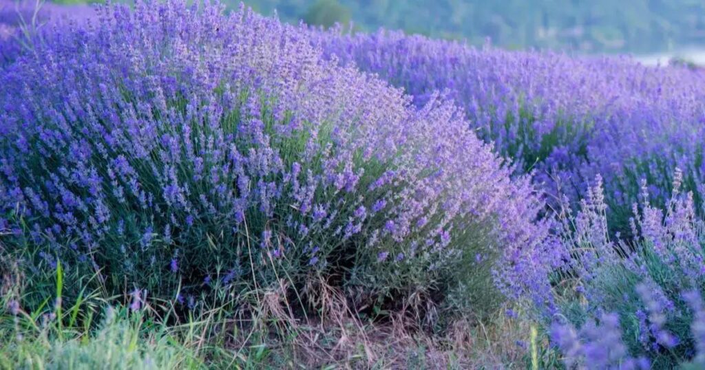 Descubra o impacto dos aromas na saúde emocional: uma revolução para o bem-estar