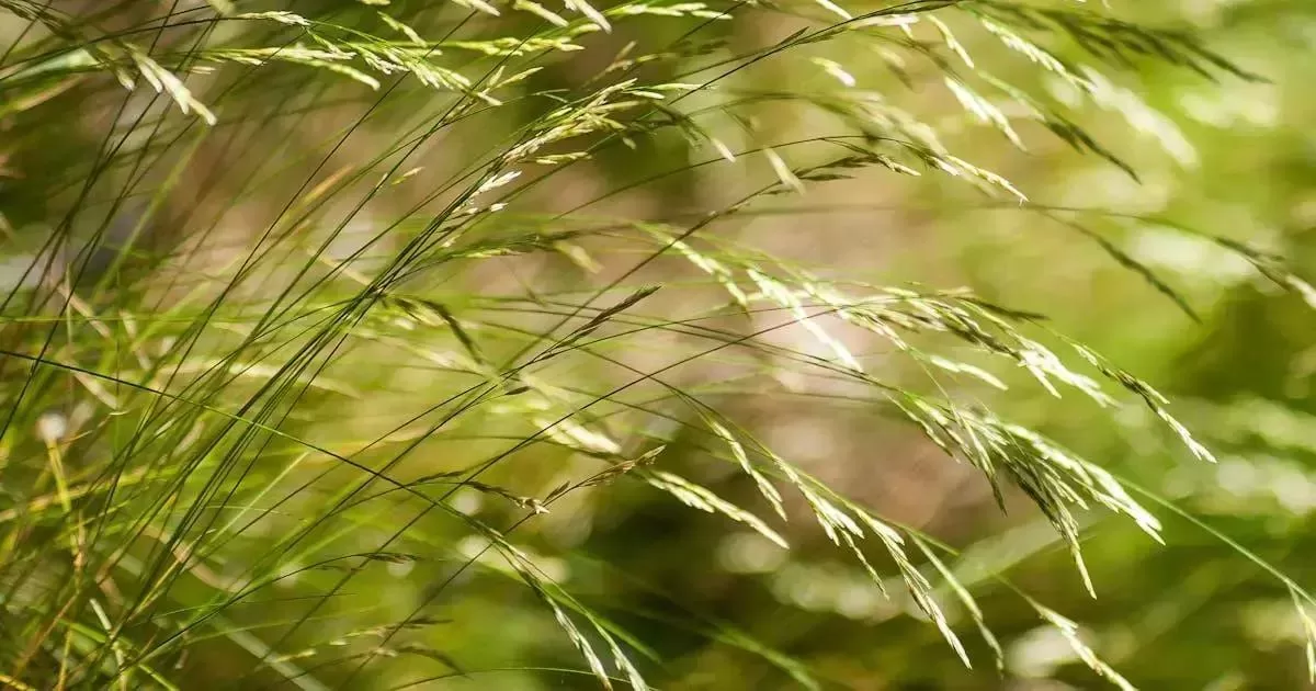 A Importância do Aroma na Saúde Mental