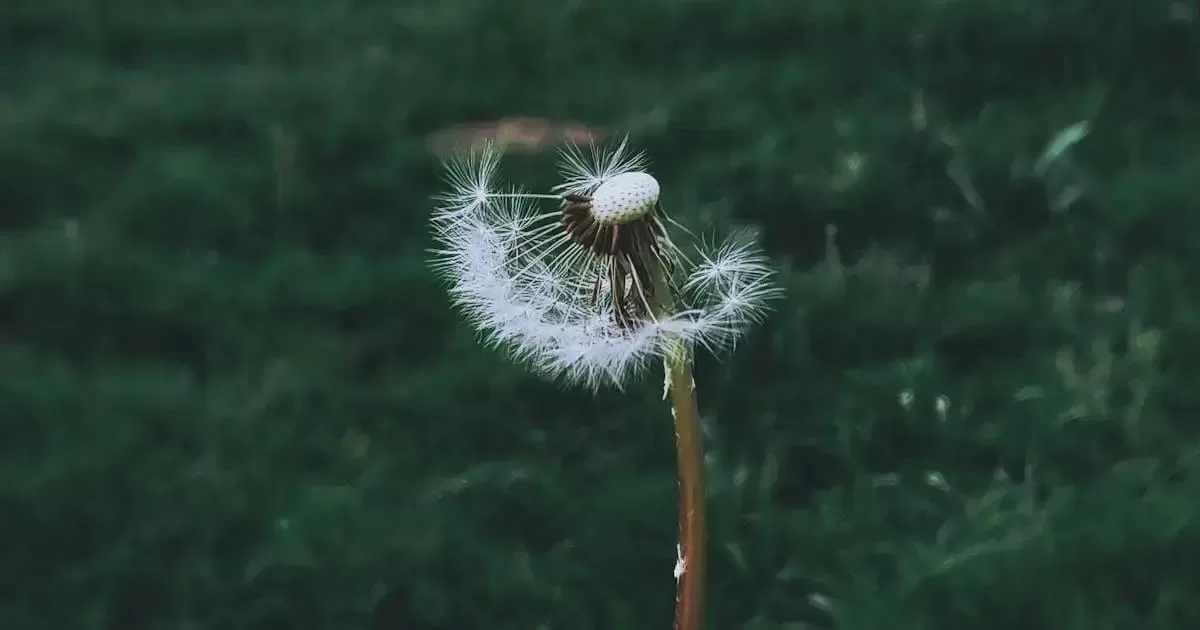 Notas de cabeça, coração e fundo: o que são?